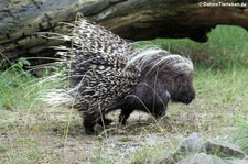 Südafrikanisches Stachelschwein (Hystrix africaeaustralis) im Kölner Zoo