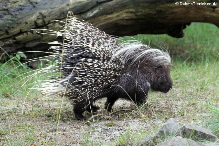 Hystrix africaeaustralis