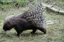 Südafrikanisches Stachelschwein (Hystrix africaeaustralis) im Kölner Zoo