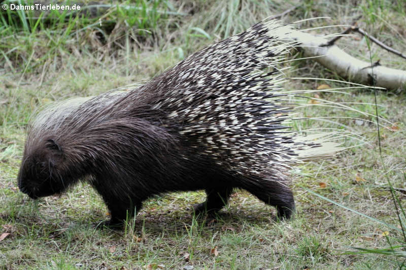 Hystrix africaeaustralis-1