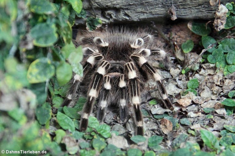 Acanthoscurria geniculata