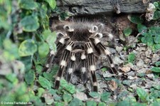 Brasilianische Weißknie-Vogelspinne (Acanthoscurria geniculata) im Kölner Zoo