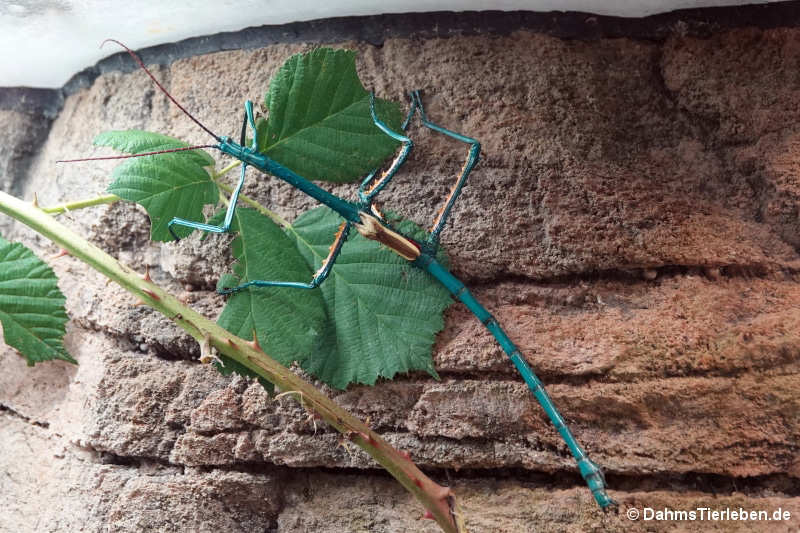 Achrioptera manga