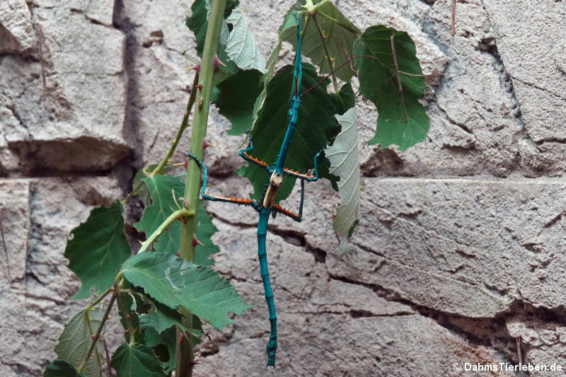 Türkisblaue Riesenstabschrecke (Achrioptera manga) aus dem Kölner Zoo