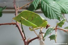 Ancylecha fenestrata-1