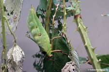 Blattheuschrecke (Ancylecha fenestrata) im Kölner Zoo