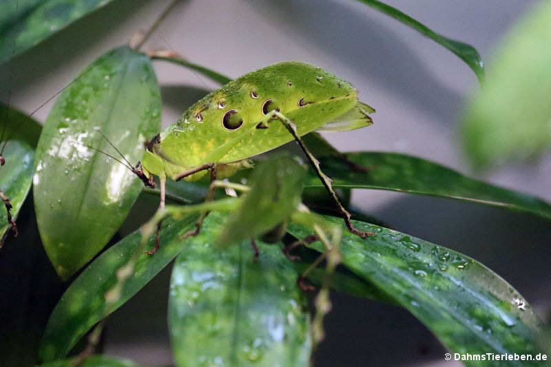 Malayische Blattheuschrecke (Ancylecha fenestrata)