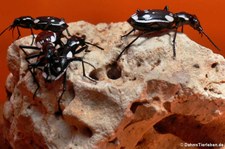 Wüstenlaufkäfer (Anthia sexmaculata) im Kölner Zoo