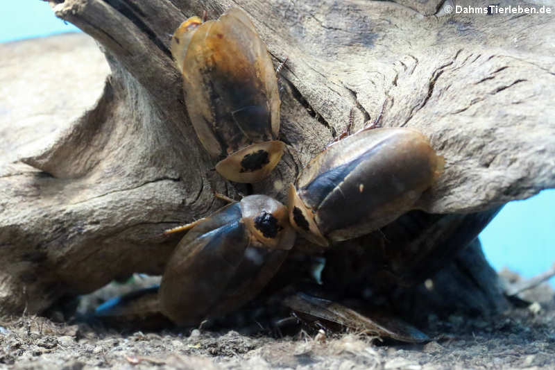 Pfefferschaben (Archimandrita tessellata)