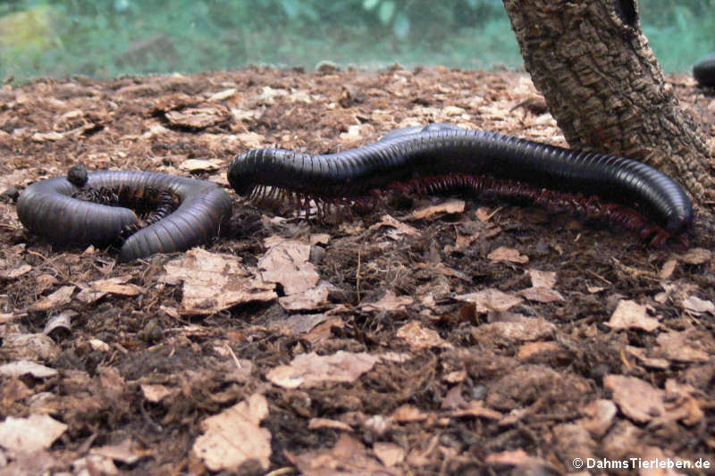 Archispirostreptus gigas-1