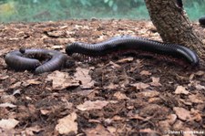 Afrikanische Riesentausendfüßer (Archispirostreptus gigas) im Kölner Zoo