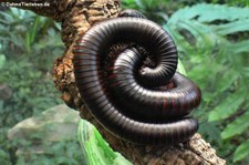 Afrikanischer Riesentausendfüßer (Archispirostreptus gigas) im Kölner Zoo