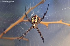 Argiope appensa im Kölner Zoo