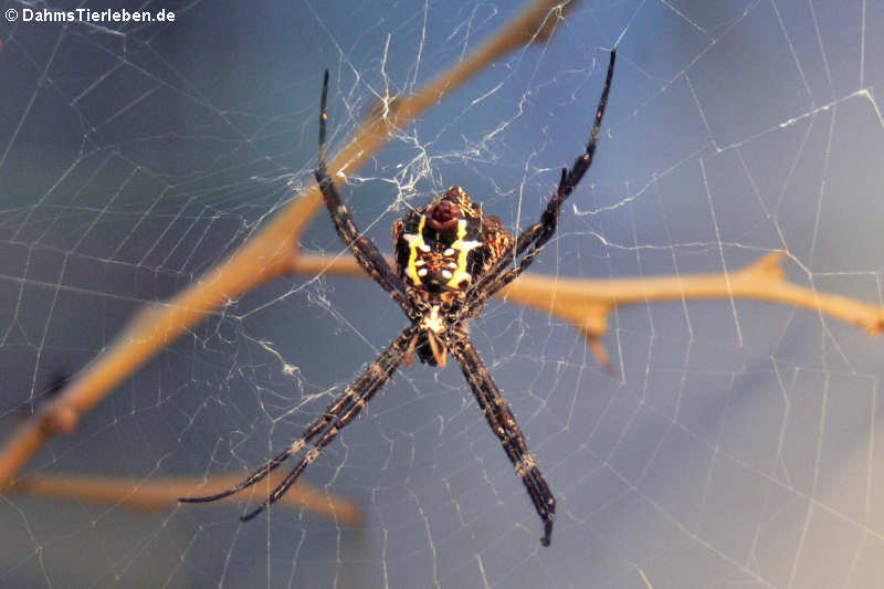 Argiope appensa