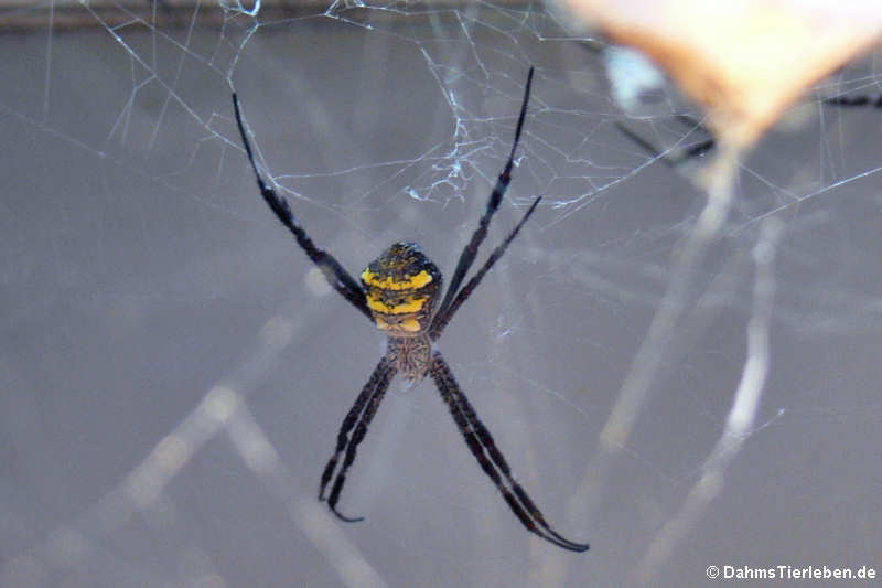 Argiope appensa-3