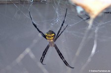 Argiope appensa im Kölner Zoo