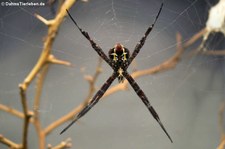 Argiope appensa im Kölner Zoo