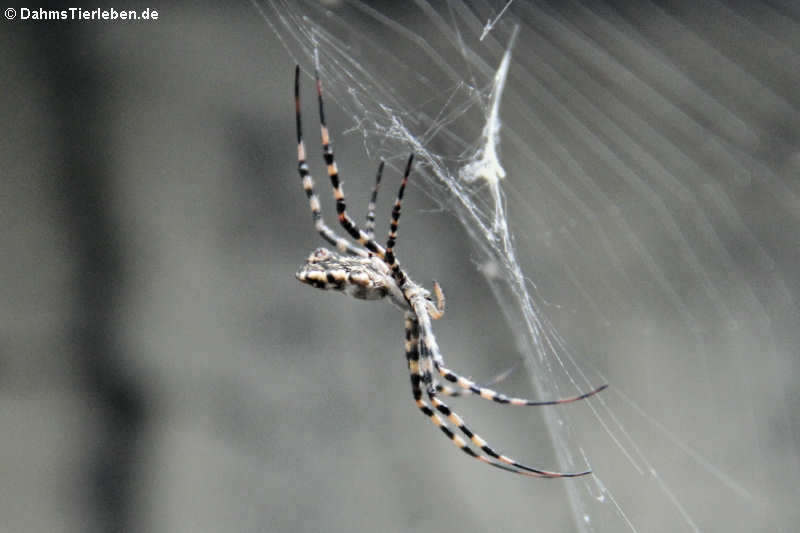 Wespenspinne (Argiope lobata)