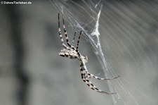 Wespenspinne (Argiope lobata) im Kölner Zoo