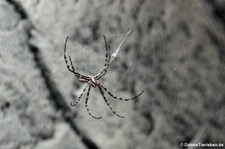 Wespenspinne (Argiope lobata) im Kölner Zoo