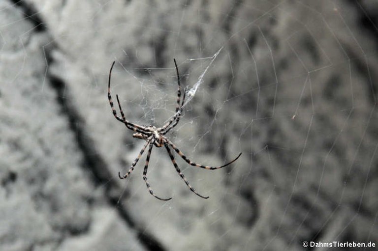 Argiope lobata