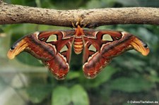 Atlasspinner (Attacus atlas) im Kölner Zoo