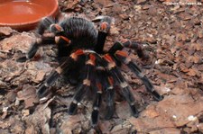 Rotbeinvogelspinne (Brachypelma auratum) im Kölner Zoo