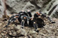 Rotbeinvogelspinne (Brachypelma auratum) im Kölner Zoo