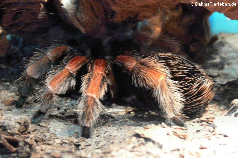 Mexikanische Vogelspinne (Brachypelma boehmei)