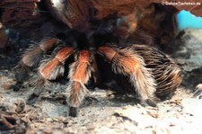 Mexikanische Rotbein-Vogelspinne (Brachypelma boehmei) im Kölner Zoo