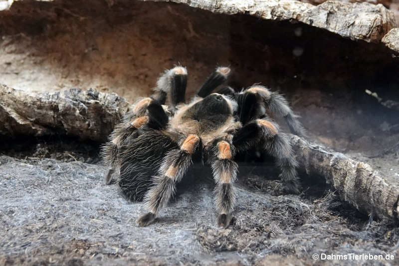 Brachypelma hamorii