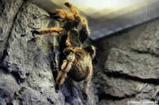 Brachypelma klaasi im Kölner Zoo