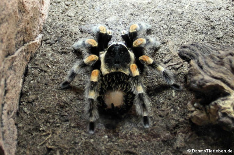 Brachypelma smithi