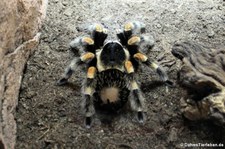 Mexikanische Rotknie-Vogelspinne (Brachypelma smithi) im Kölner Zoo