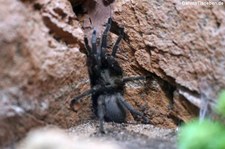 Europäische Vogelspinne (Chaetopelma olivaceum) im Kölner Zoo