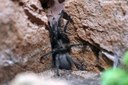 Chaetopelma olivaceum