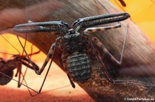 Geißelspinne (Damon variegatus) im Kölner Zoo