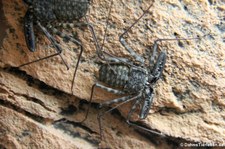 Geißelspinne (Damon variegatus) im Kölner Zoo