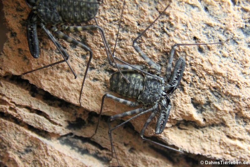 Geißelspinne (Damon variegatus)