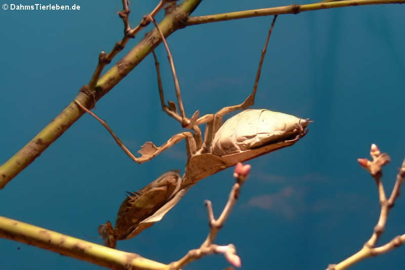 Blattmantis (Deroplatys desiccata)