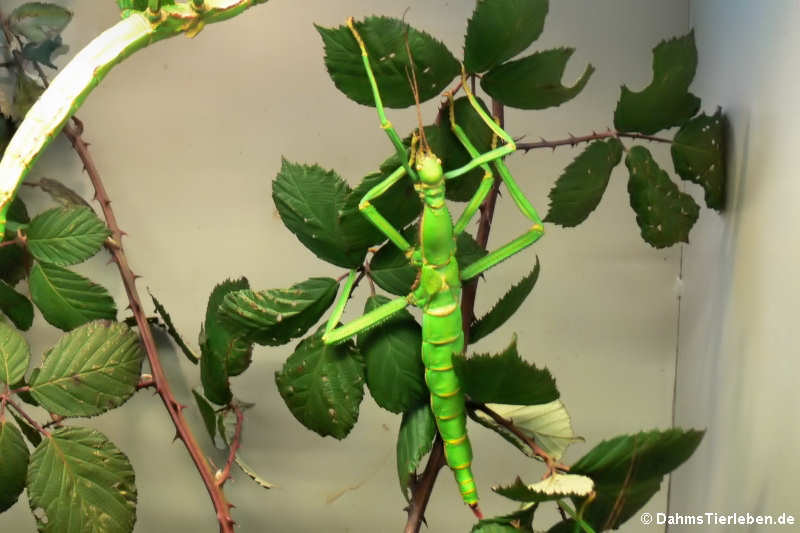 Costa-Rica-Stabschrecke (Diapherodes gigantea)