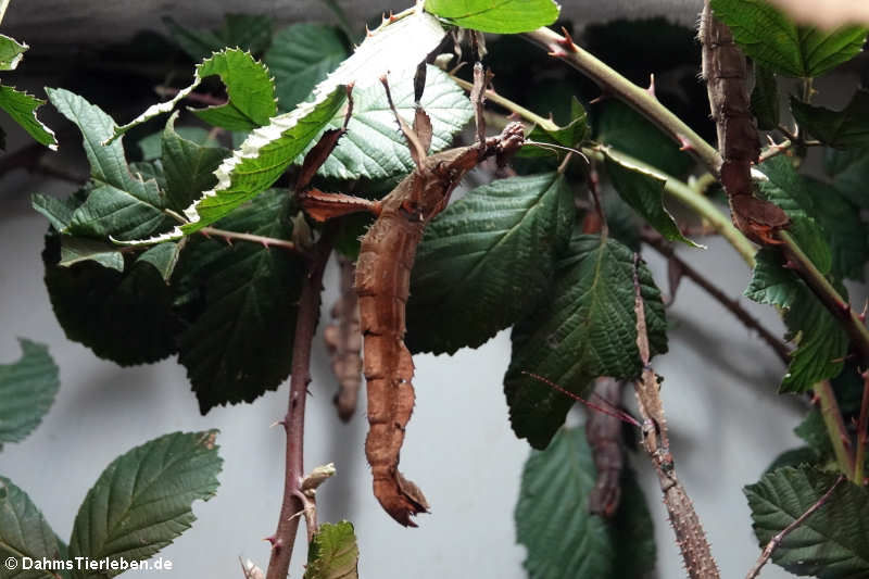 Australische Gespenstschrecke (Extatosoma tiaratum)