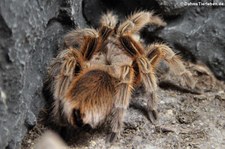 Rote Chile-Vogelspinne (Grammostola rosea) im Kölner Zoo