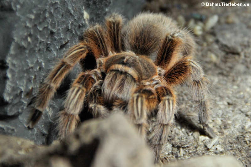 Rote Chile-Vogelspinne (Grammostola rosea)