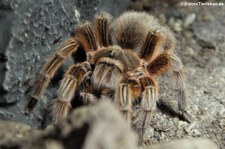 Rote Chile-Vogelspinne (Grammostola rosea) im Kölner Zoo