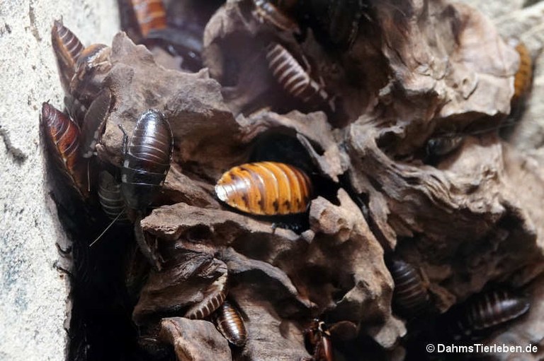 Gromphadorrhina portentosa