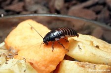 Gromphadorrhina portentosa-3