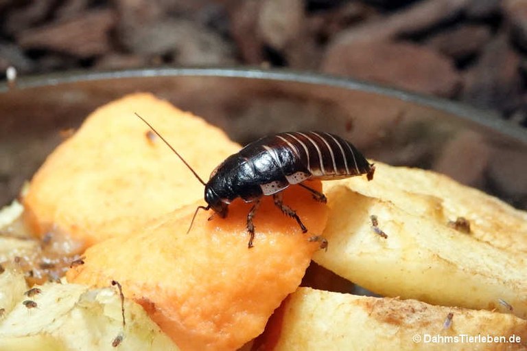 Gromphadorrhina portentosa