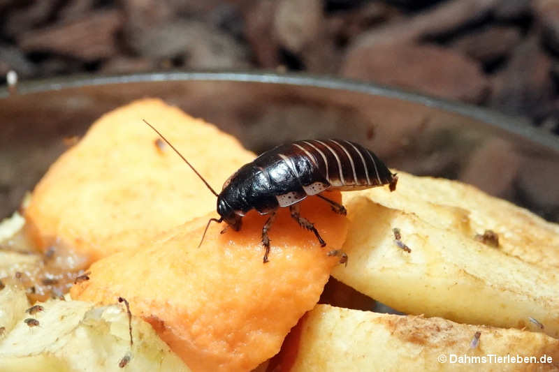Gromphadorrhina portentosa