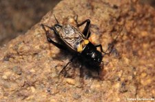 Zweifleckgrillen oder Mittelmeer-Feldgrillen (Gryllus bimaculatus) im Kölner Zoo